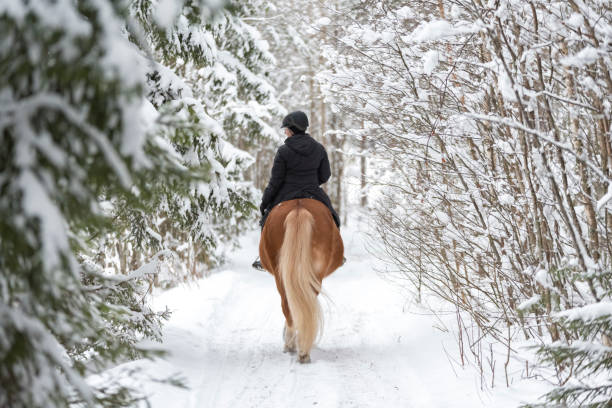 woman horseback riding in winter forest - mounted imagens e fotografias de stock