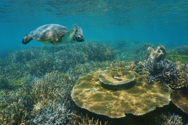 산호초에는 녹색 바다 거북 수 중 - sea turtle coral turtle green sea turtle 뉴스 사진 이미지
