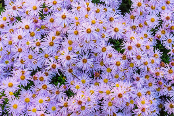 istock violett yellow flowers arrangement 2 922637256