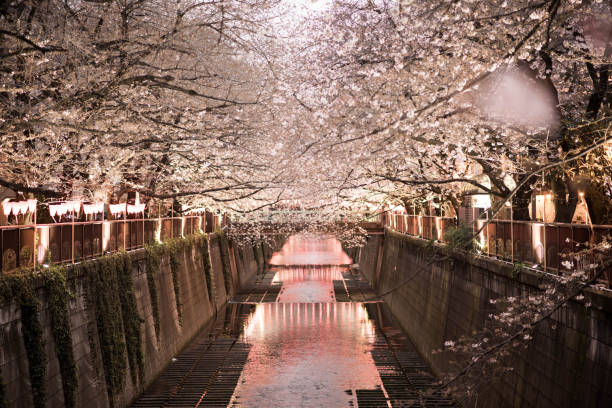 istock Sakura in TOKYO NAKAMEGURO 922640126