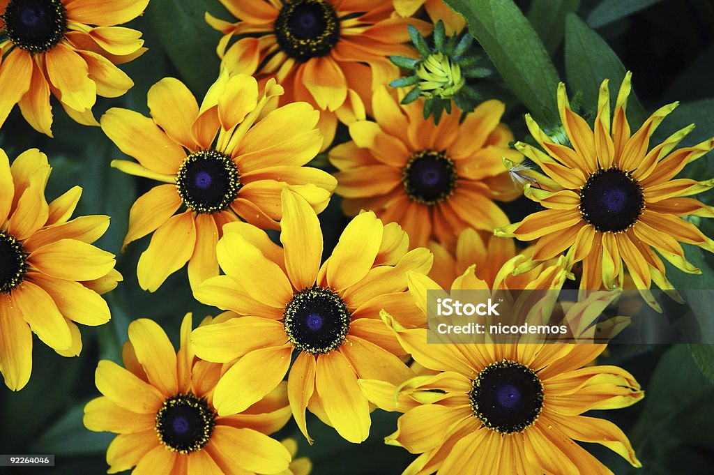 Fleurs d'été - Photo de Capitule libre de droits