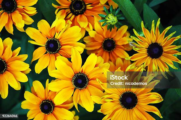 Verão Flores - Fotografias de stock e mais imagens de Ajardinado - Ajardinado, Amarelo, Ao Ar Livre