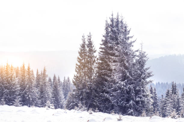 istock Winter wonderland snow on fir trees 922641022