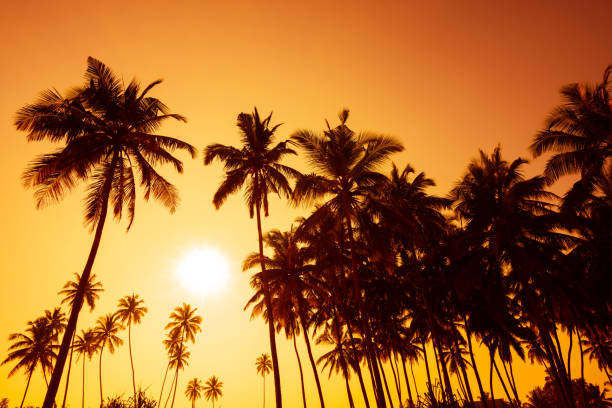 istock Palm trees silhouettes on tropical beach 922641138