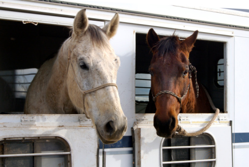 Horses waiting to depart after a rodeo.