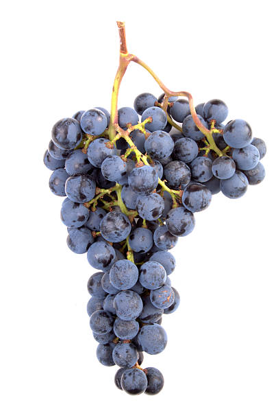 Cтоковое фото Пино Noir виноград