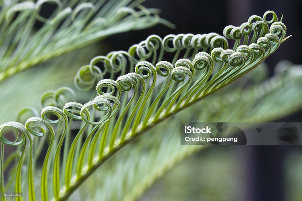 이 꼬불꼬불한 Cycas 잎 - 로열티 프리 0명 스톡 사진