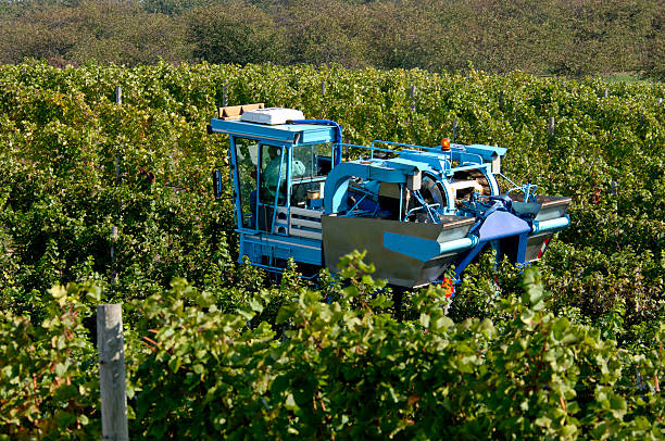 Vendemmia meccanica - foto stock