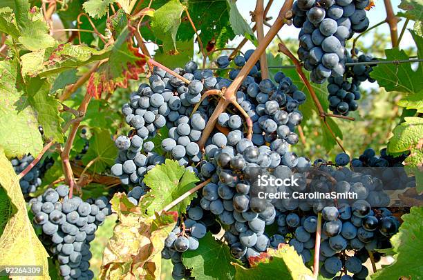 Weingutpinotnoirtrauben 3 Stockfoto und mehr Bilder von Agrarbetrieb - Agrarbetrieb, Alkoholisches Getränk, Beengt