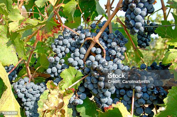 Photo libre de droit de Vignoblepinot Noir Raisin 3 banque d'images et plus d'images libres de droit de Affluence - Affluence, Agriculture, Alcool