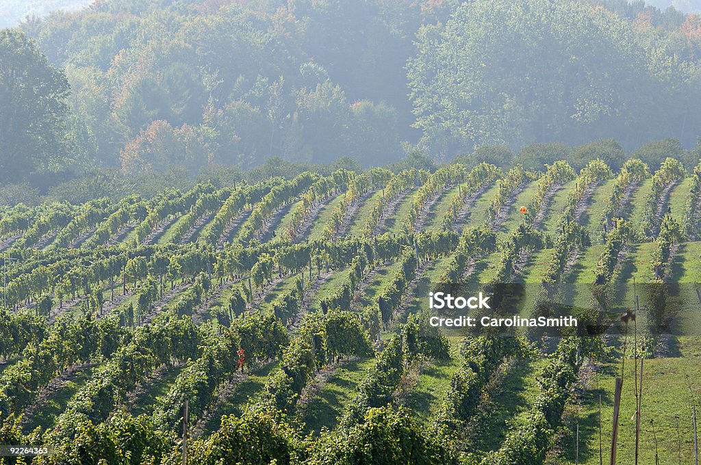 Morning Vineyard Fog  Agriculture Stock Photo