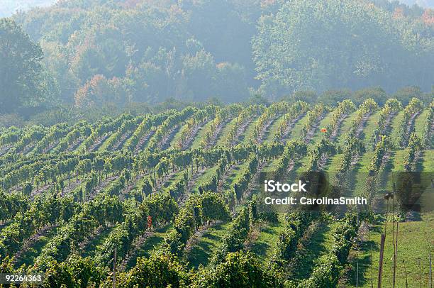 Morning Vineyard Fog Stock Photo - Download Image Now - Agriculture, Alcohol - Drink, Autumn