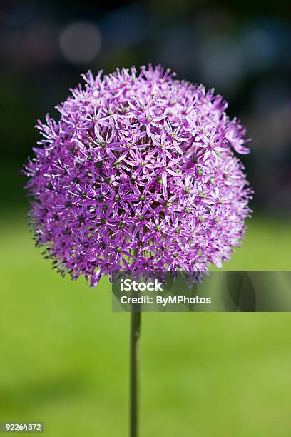 Zierlauch Stockfoto und mehr Bilder von Zierlauch - Zierlauch, Gladiator, Blumenbeet