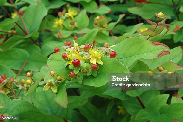 Hypericum X Inodorum Ysella - zdjęcia stockowe i więcej obrazów Dziurawiec zwyczajny - Dziurawiec zwyczajny, Litera X, Jagoda