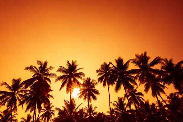 istock Palm trees silhouettes on tropical beach 922645400