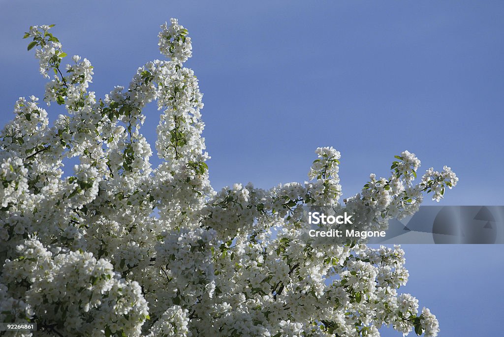 Цветущие яблони в весеннее время - Стоковые фото Апрель роялти-фри