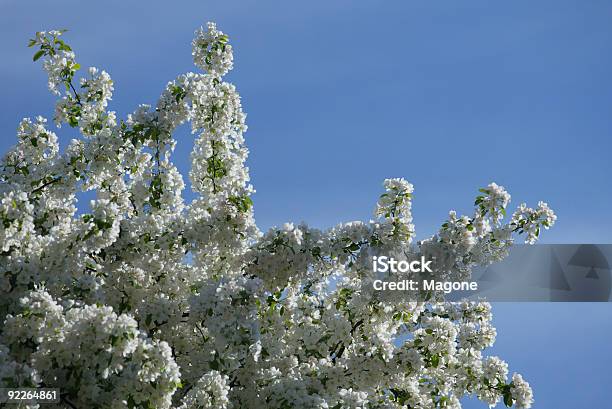 Цветущие Яблони В Весеннее Время — стоковые фотографии и другие картинки Апрель - Апрель, Без людей, Белый