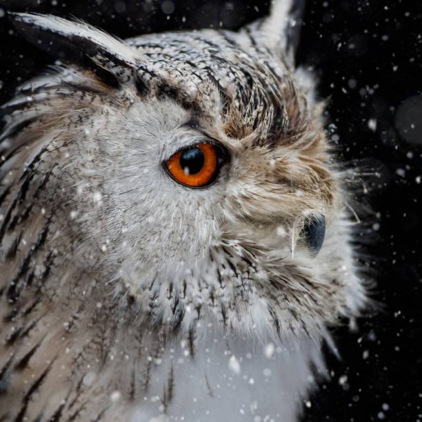 istock Siberian Eagle Owl in Snow Storm 922649182