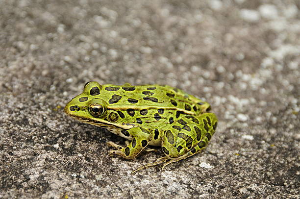 istock Spotted frog upon a rock shot in profile 92265020