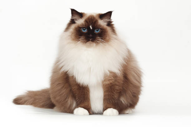 istock Fluffy beautiful white cat ragdoll with blue eyes posing while sitting on studio white background. 922652954