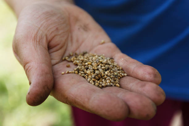 istock Female hand planting white bean seeds in soil, closeup 922653070