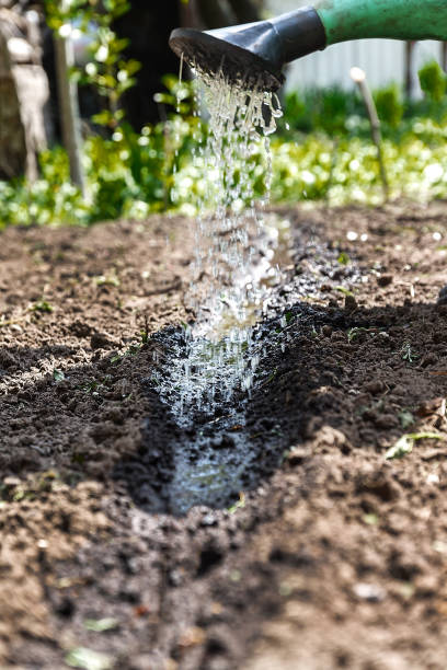 istock Water the soil from the watering can. Close-up, concept gardening, yard work 922653086