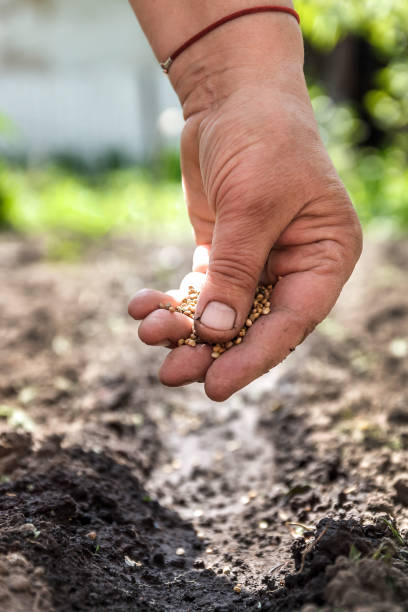 istock a hand sowing seeds into the soil 922653128
