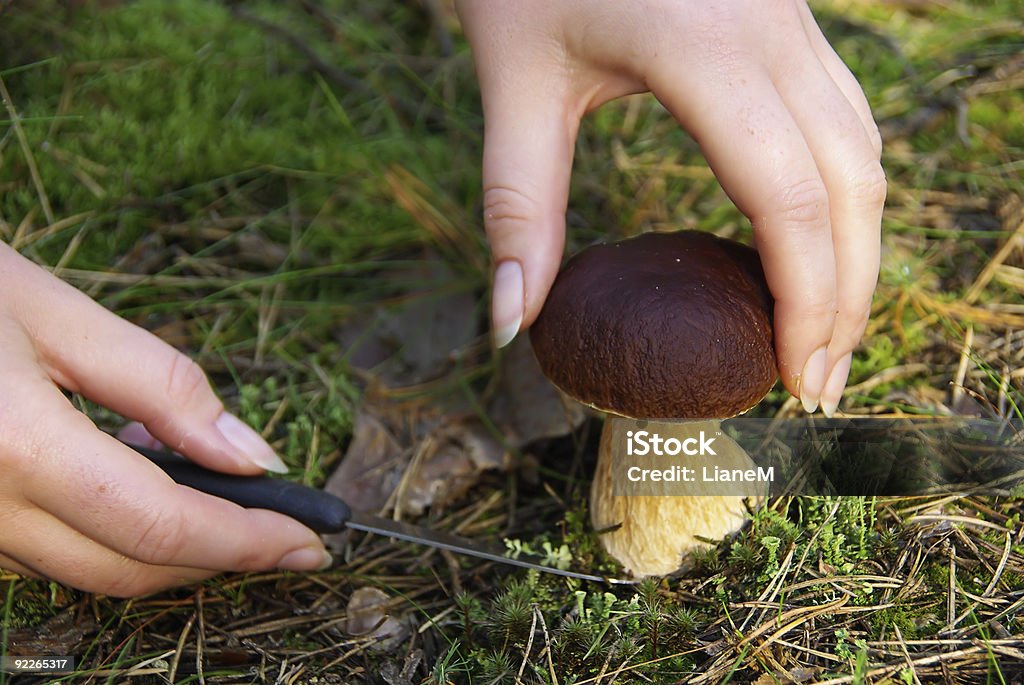 Cebe  Edible Mushroom Stock Photo