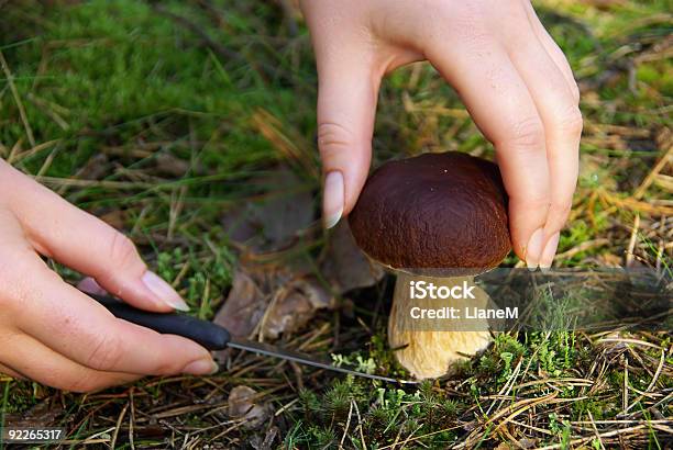 Cebe Stock Photo - Download Image Now - Edible Mushroom, Mushroom, Searching