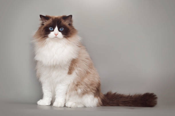istock Fluffy beautiful white cat ragdoll with blue eyes posing while sitting on gray background. 922653794