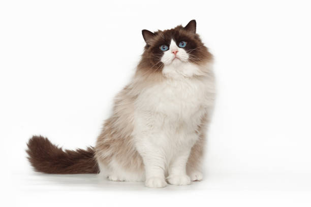 istock Fluffy beautiful white cat ragdoll with blue eyes posing while sitting on studio white background. 922653922