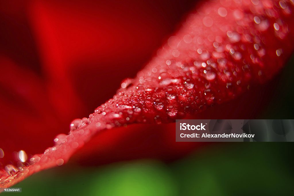 Close-up of 빨간 장미, 이슬 (1). - 로열티 프리 0명 스톡 사진