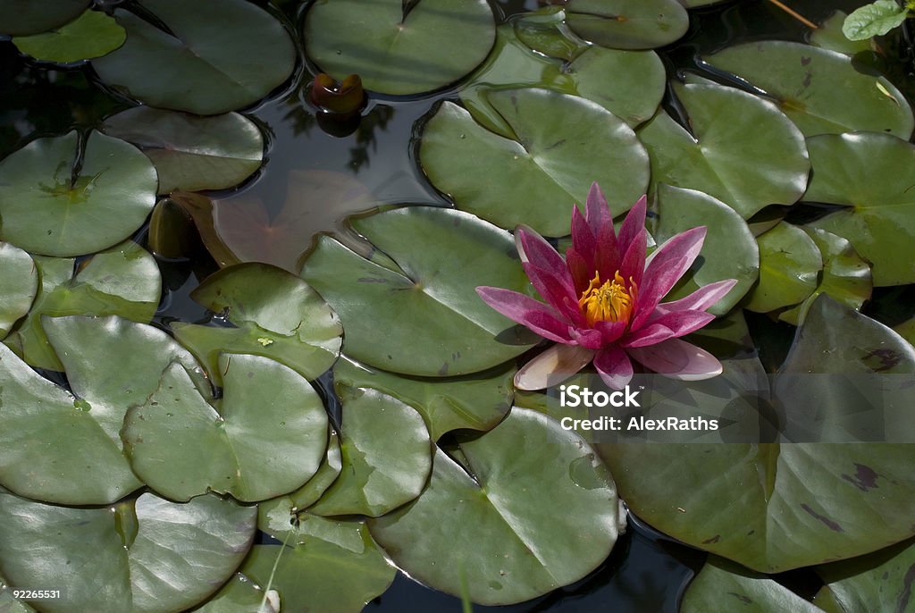 waterlily - Lizenzfrei Aquatisches Lebewesen Stock-Foto