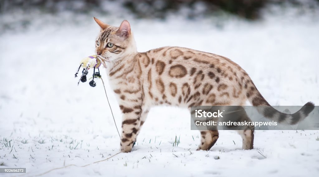 Snow Bengal Outdoor Winter White Mink Bengal in Snow with it's Toy, High Key Image Bengal Cat - Purebred Cat Stock Photo