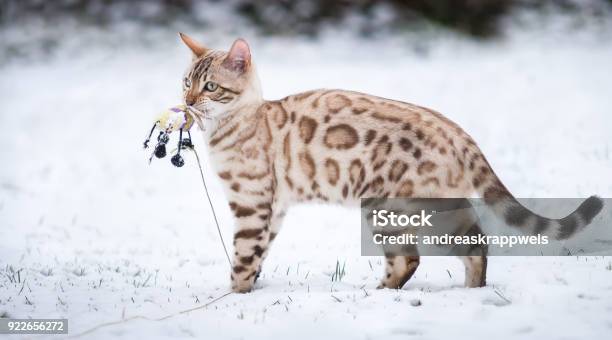 Snow Bengal Outdoor Winter Stock Photo - Download Image Now - Bengal Cat - Purebred Cat, Snow, Bright