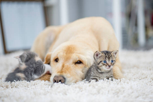 istock Dog Laying With Two Kittens 922657040