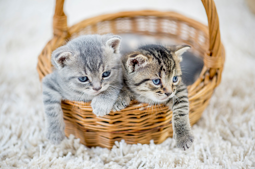 Two kittens are indoors in a living room. They are sitting in a basket on the carpet together. It looks like they are trying to get out to explore.