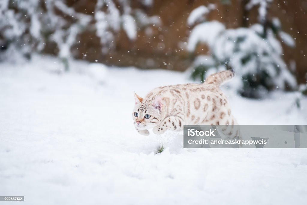 Snow Bengal in Winter White Mink Bengal running in Snow, Action Shot Snow Stock Photo