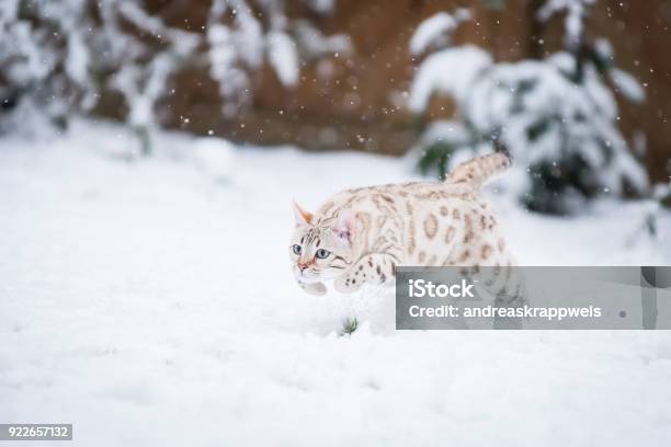 Snow Bengal In Winter Stock Photo - Download Image Now - Snow, Bengal Cat - Purebred Cat, Domestic Cat