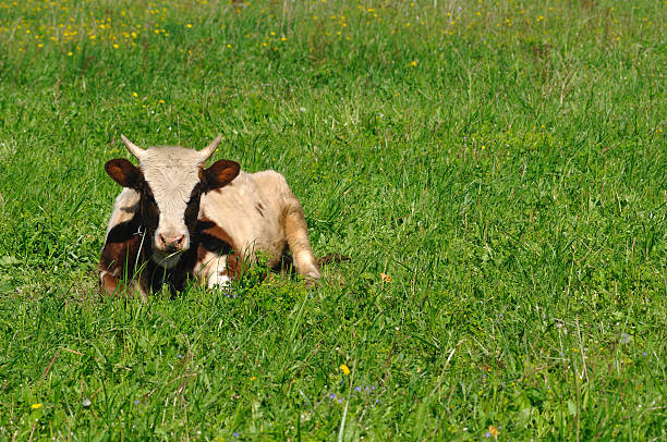 Cow lying on grass stock photo