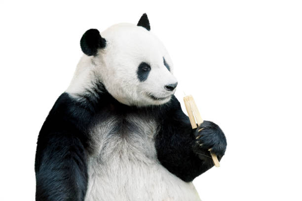 istock Giant panda eating bamboo isolated over white 922657714