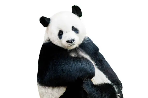 Adorable giant panda facing camera isolated over white