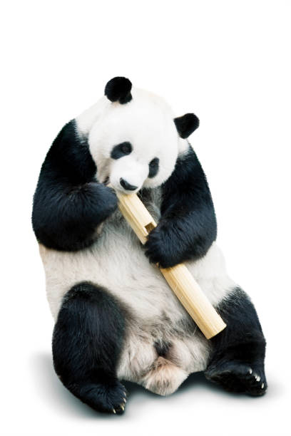 istock Giant panda eating bamboo isolated over white 922657786