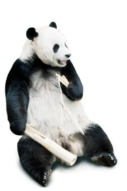 Giant panda eating bamboo isolated over white background