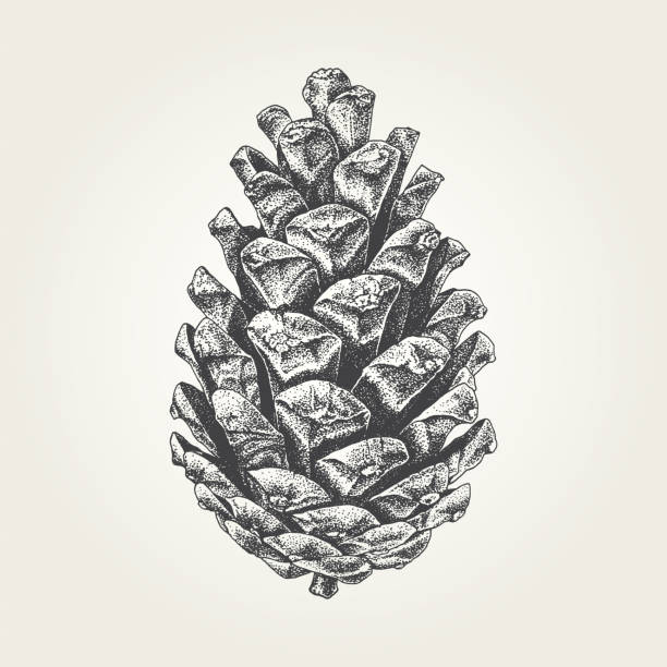 ilustraciones, imágenes clip art, dibujos animados e iconos de stock de cono del pino dibujado mano - pine cone