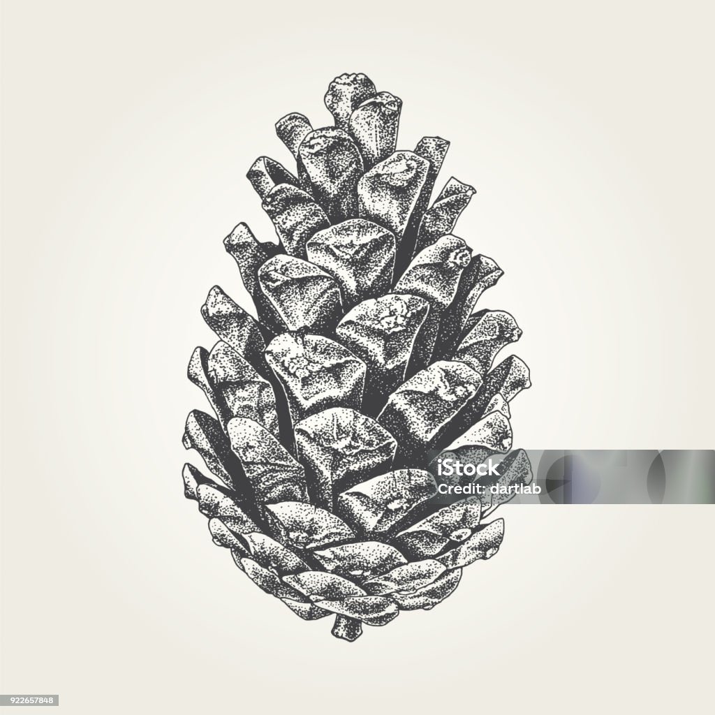 Hand drawn pine cone Vintage vector illustration of nature object Christmas stock vector