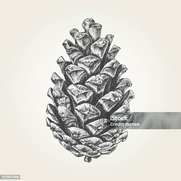 Hand Drawn Pine Cone Stock Illustration - Download Image Now - Christmas, Pine Cone, Old-fashioned