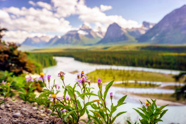 istock Great Nothern Aster flower in Jasper National Park, Alberta, Canada 922658298