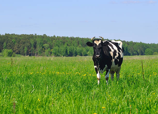 Cow on meadow stock photo