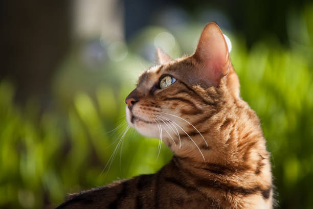 Bengal Cat Close Up Outdoor Bengal Cat outdoor with fresh Spring Green in Background, Shallow DOF prionailurus bengalensis stock pictures, royalty-free photos & images